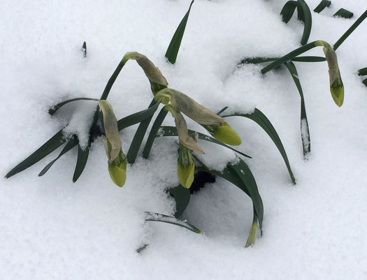 daffodils in April snow