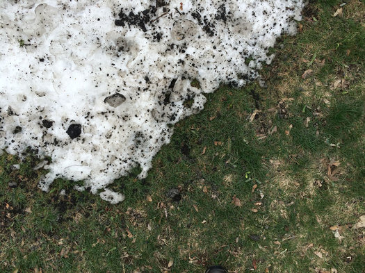 dirty leftover snow with grass