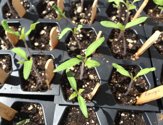 tomato seedlings in tray