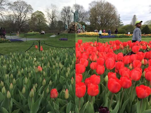 tulip2016 bloom before after static