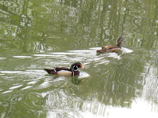 wood ducks in Washington Park