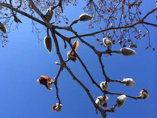 zapped magnolia