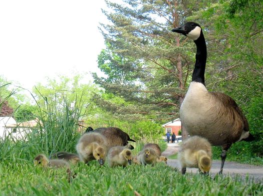 Buckingham Pond goslings 2016-05-18