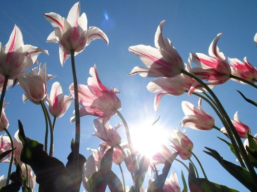 Washingtton Park tulips blue sky 2015-05-09