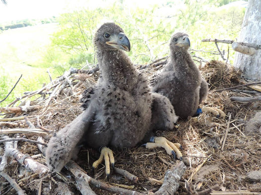 bald eagle chicks NYSDEC