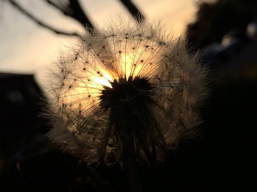 dandelion seeds sunset