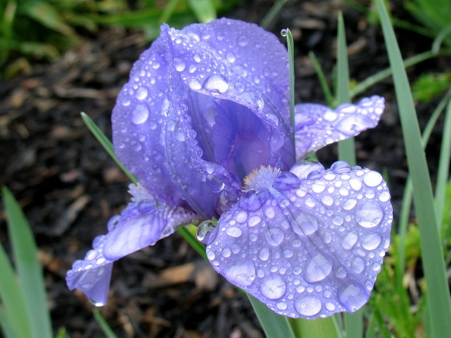 rain drops on purple iris