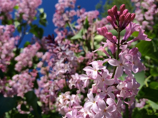 washington park lilacs