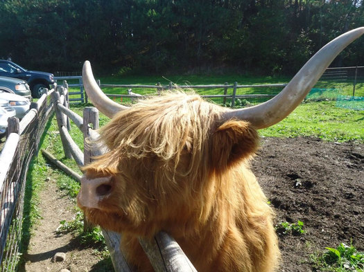 Indian Ladder Farms Scottish Highland cattle