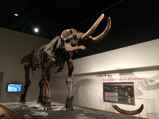 New York State Museum mastodon exhibit