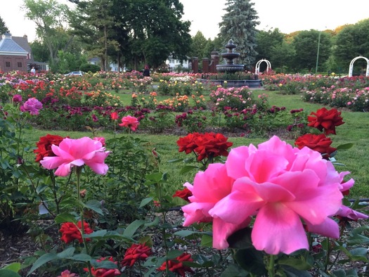 Schenectady Central Park Rose Garden