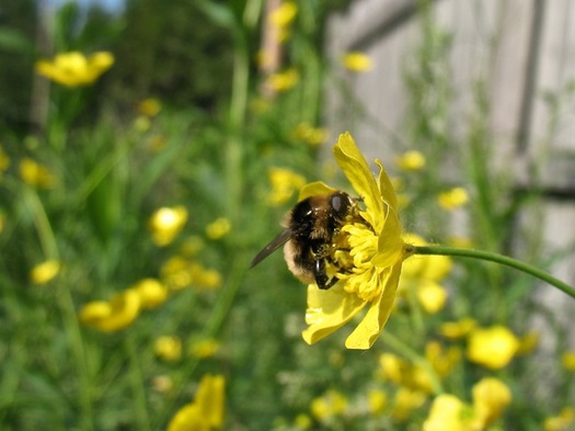 bee on buttercup