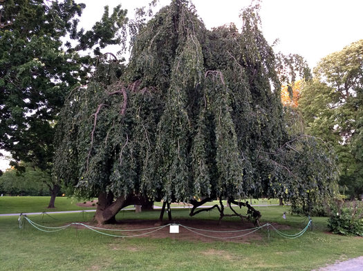 old weeping beech tree Washington Park