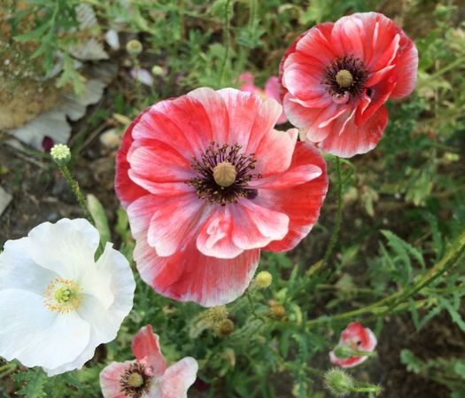 Flower Scout 2016-July poppies