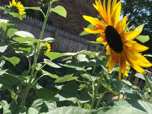 Flower Scout 2016-July sunflowers