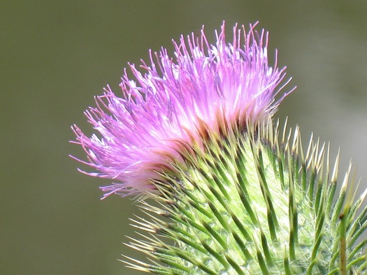 thistle flower closeup