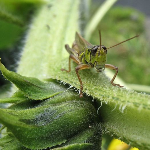 grasshopper on sunflower stalk