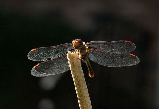 perched dragonfly