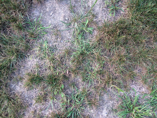 scraggly parched lawn