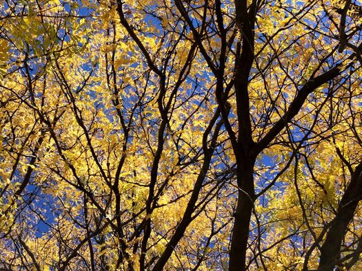 blue sky yellow locust tree leaves and branches