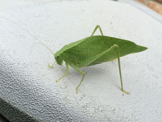 leaf-like insect