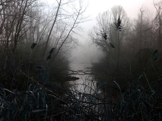 spooky foggy pond