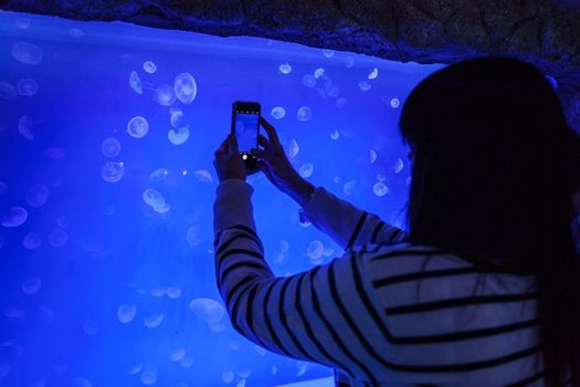 Via Aquarium jellyfish