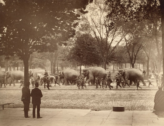 circus parade Albany 1880s