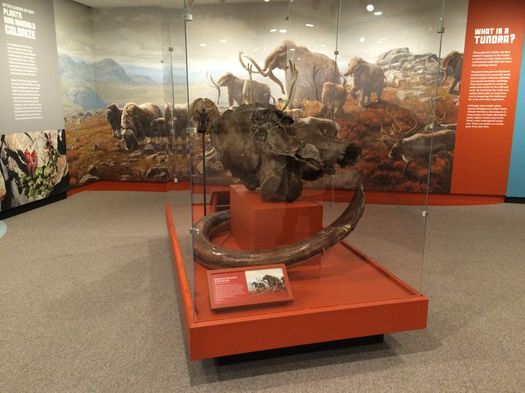 NYS Museum Ice Ages exhibit Columbian Mammoth skull