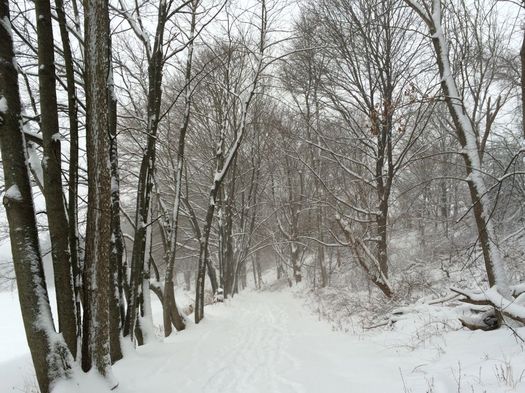capital hills wooded hillside path snow 2017-02-09