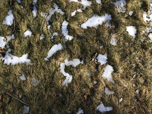 scarce snow on winter grass