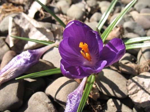 2017 crocus