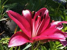 asiatic lily closeup