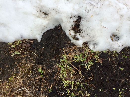 dirty snow and iris poking through dirt