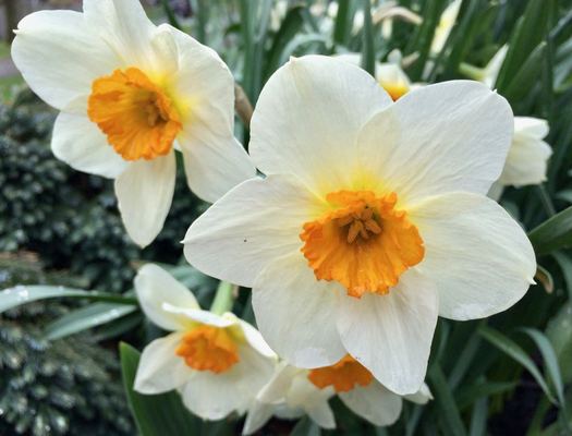 daffodils 2017