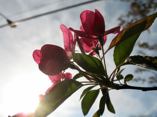 magenta crabapple bloom