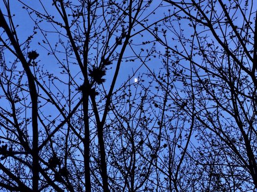 tree buds moon