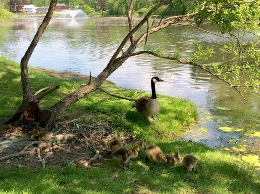 Buckingham Pond geese goslings 2017-05-18