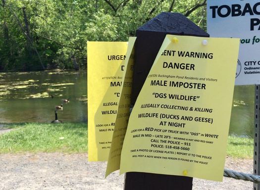 Buckingham Pond geese nap warning