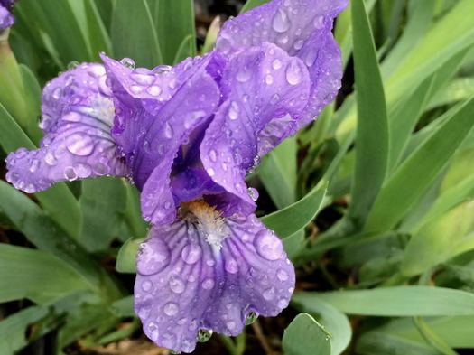 rain drops on iris