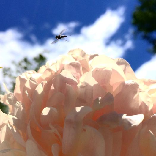 insect peony blue sky