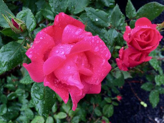 raindrops on roses