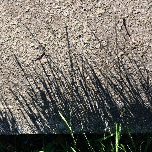 sidewalk blades of grass shadow
