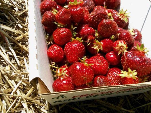 strawberries in basket straw closeup