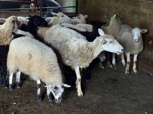 Farm on Peaceable Pastures at Normanskill Farm sheep closeup