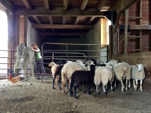 Farm on Peaceable Pastures at Normanskill Farm sheep in barn