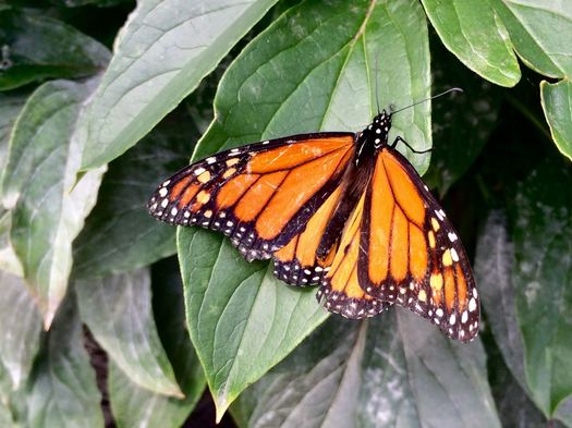 monarch butterfly 2017