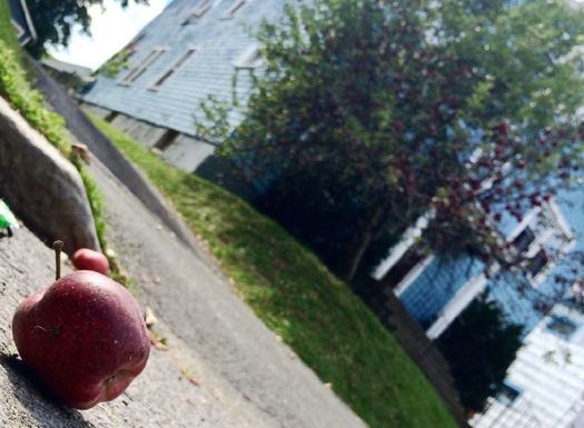 Edison Ave apple tree