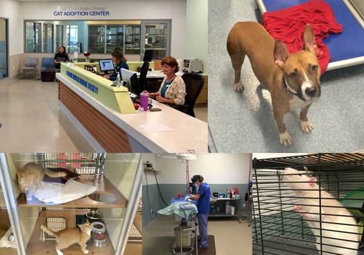 Mohawk Hudson Humane animal care center composite
