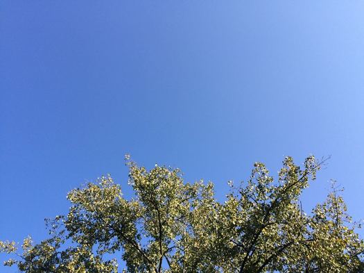 tree top blue sky 2017-09-25